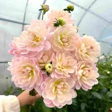 Image result for Dahlia x pinnata `Decorative Giants`