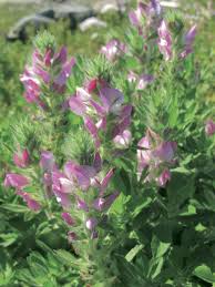 Attēlu rezultāti vaicājumam “Ononis arvensis”