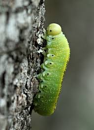 Attēlu rezultāti vaicājumam “Cimbex femoratus larva”