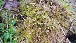 Attēlu rezultāti vaicājumam “Rimbachia neckerae”