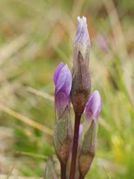 Attēlu rezultāti vaicājumam “Gentianella campestris”