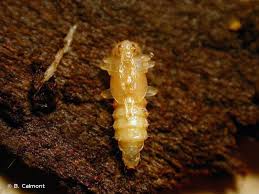 Attēlu rezultāti vaicājumam “Schizotus pectinicornis larva”