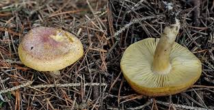 Attēlu rezultāti vaicājumam “Tricholomopsis rutilans”