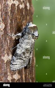 Attēlu rezultāti vaicājumam “Cossus cossus”