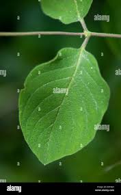 Attēlu rezultāti vaicājumam “Lonicera xylosteum leaf”