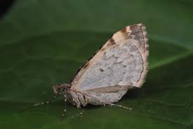 Attēlu rezultāti vaicājumam “Dysstroma truncata”