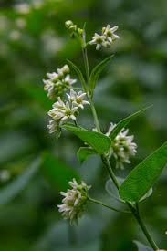 Attēlu rezultāti vaicājumam “Vincetoxicum hirundinaria flower”