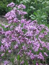 Attēlu rezultāti vaicājumam “Lychnis flos-cuculi flower”