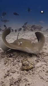 Image result for Hypanus say