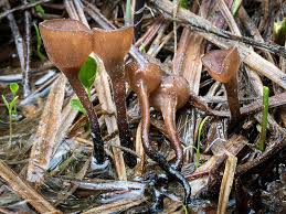 Attēlu rezultāti vaicājumam “Laurilia sulcata”