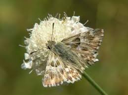 Attēlu rezultāti vaicājumam “Carcharodus floccifera upperside”