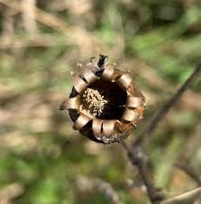 Attēlu rezultāti vaicājumam “Silene otites fruit”