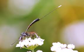 Attēlu rezultāti vaicājumam “Gasteruption jaculator imago”