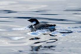 Image result for Synthliboramphus antiquus