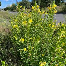 Image result for Oenothera biennis