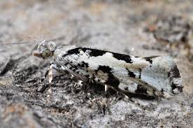 Attēlu rezultāti vaicājumam “Ypsolopha sequella”