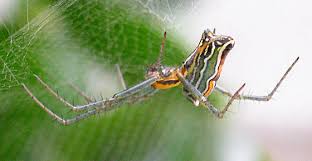 Attēlu rezultāti vaicājumam “Araneidae”