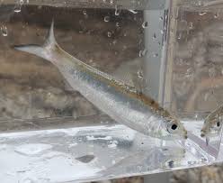 Image result for Alosa chrysochloris
