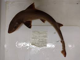 Image result for Mustelus canis