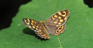 Attēlu rezultāti vaicājumam “Pararge aegeria underside”