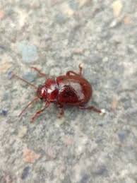 Attēlu rezultāti vaicājumam “Chrysolina staphylaea”