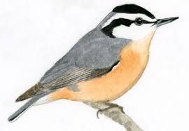 Image result for Sitta canadensis