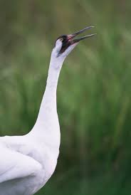 Attēlu rezultāti vaicājumam “Grus grus eggs”