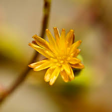 Attēlu rezultāti vaicājumam “Lactuca sativa flower”