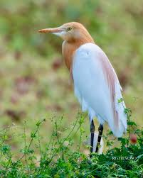 Attēlu rezultāti vaicājumam “Bubulcus ibis”
