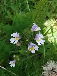 Attēlu rezultāti vaicājumam “Euphrasia”