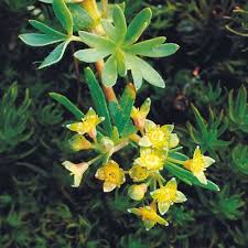 Attēlu rezultāti vaicājumam “Alchemilla subcrenata  flower”