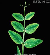 Attēlu rezultāti vaicājumam “Pisum sativum leaf”