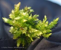 Attēlu rezultāti vaicājumam “Brachythecium rutabulum”