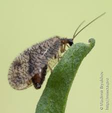 Attēlu rezultāti vaicājumam “Hemerobiidae”