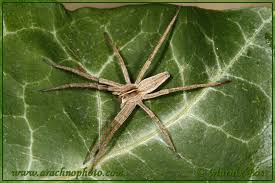 Attēlu rezultāti vaicājumam “Pisaura mirabilis male”