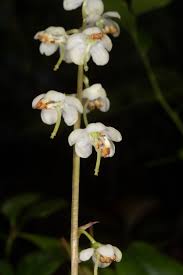 Attēlu rezultāti vaicājumam “Pyrola rotundifolia fruit”