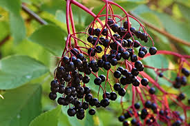 Attēlu rezultāti vaicājumam “Sambucus nigra fruit”