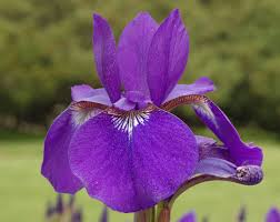 Attēlu rezultāti vaicājumam “Iris sibirica leaf”