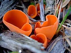 Attēlu rezultāti vaicājumam “Ascomycota”