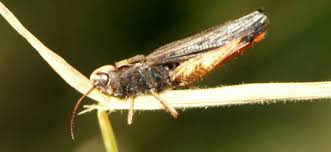 Attēlu rezultāti vaicājumam “Entomophaga grylli”