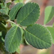 Attēlu rezultāti vaicājumam “Rosa subcanina leaf”