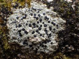 Attēlu rezultāti vaicājumam “Porpidia macrocarpa”