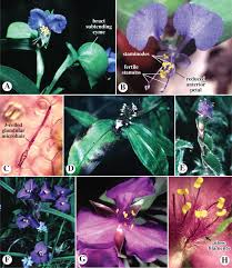 Attēlu rezultāti vaicājumam “Commelinaceae”