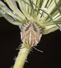 Attēlu rezultāti vaicājumam “Graphosoma lineatum imago”