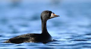 Attēlu rezultāti vaicājumam “Melanitta nigra”