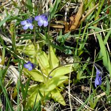 Attēlu rezultāti vaicājumam “Pinguicula vulgaris leaf”