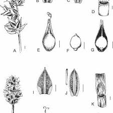 Attēlu rezultāti vaicājumam “Carex spicata”