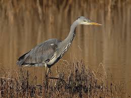 Attēlu rezultāti vaicājumam “Ardea cinerea”