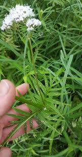 Image result for Valeriana officinalis