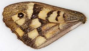 Attēlu rezultāti vaicājumam “Pararge aegeria underside”